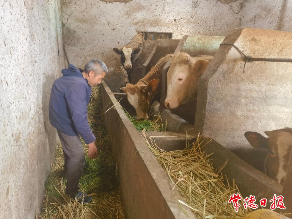 5月11日，羅抗軍給黃牛喂飼料.jpg